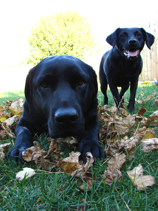 How to Keep Your Dog Safe on Holiday