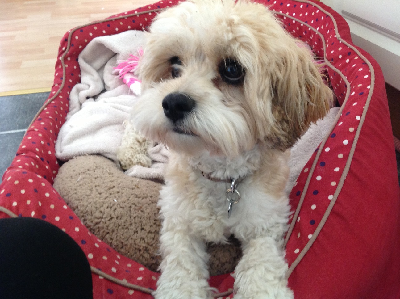 Why Alfie the Cavachon Loves Holidays in Blakeney