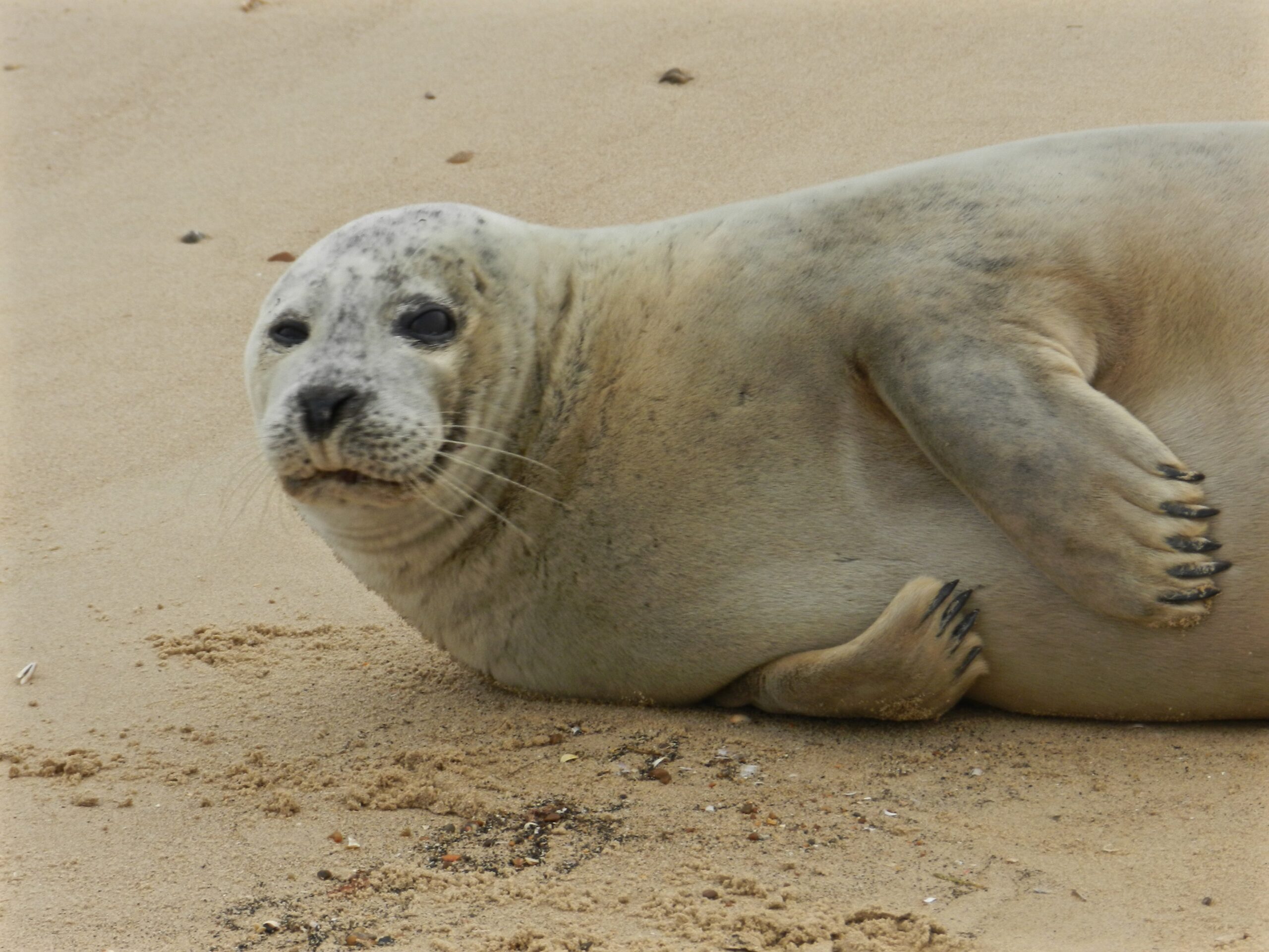 North Norfolk Visitor’s Guide: Beans Boat Trips