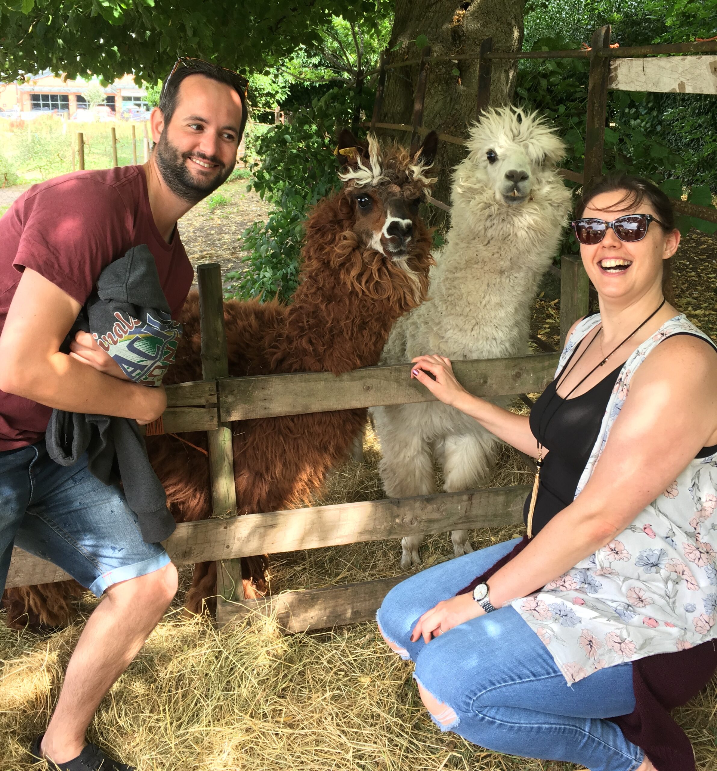 North Norfolk Visitor’s Guide: Alpaca Trekking