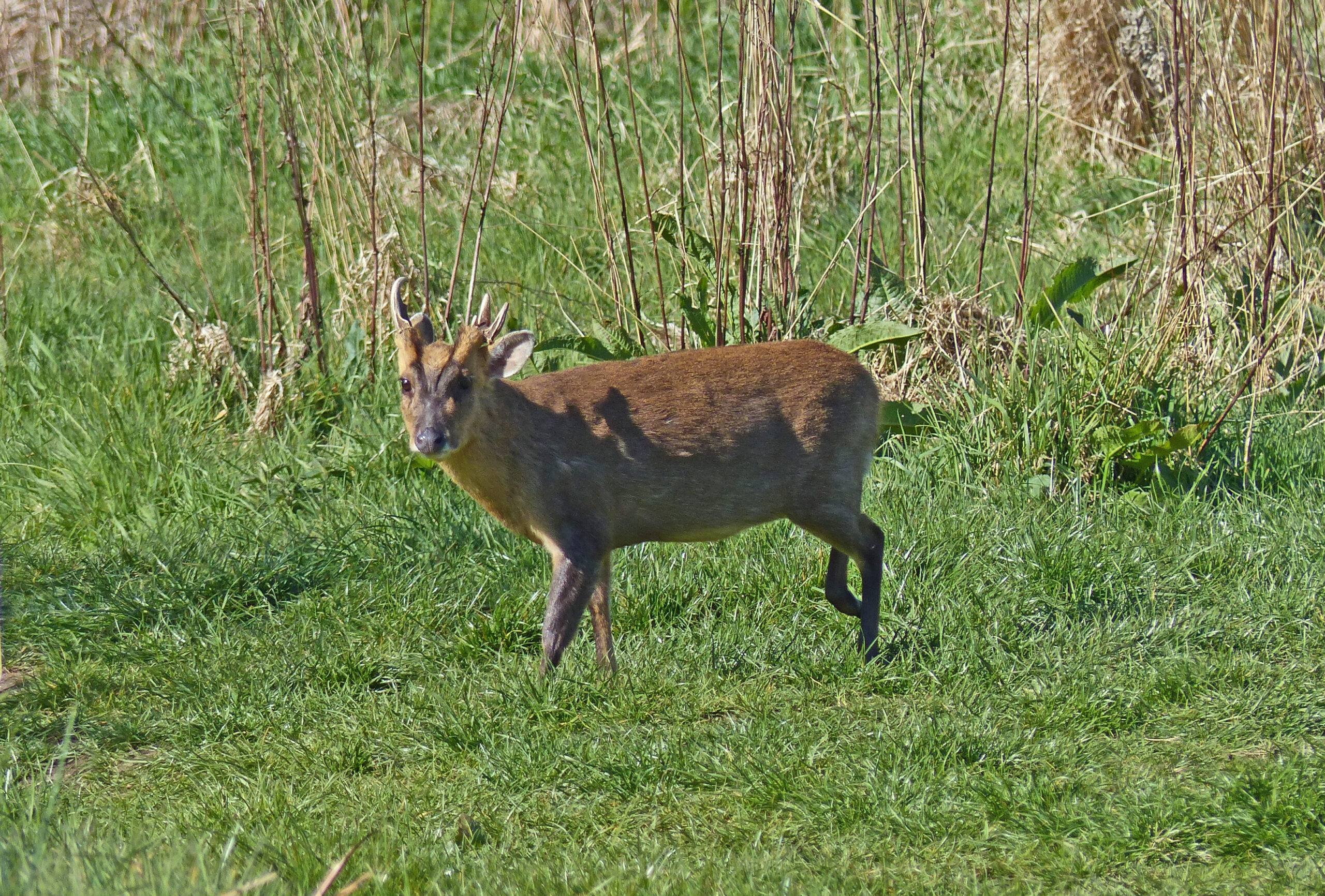 North Norfolk Visitor’s Guide: Beeston Common