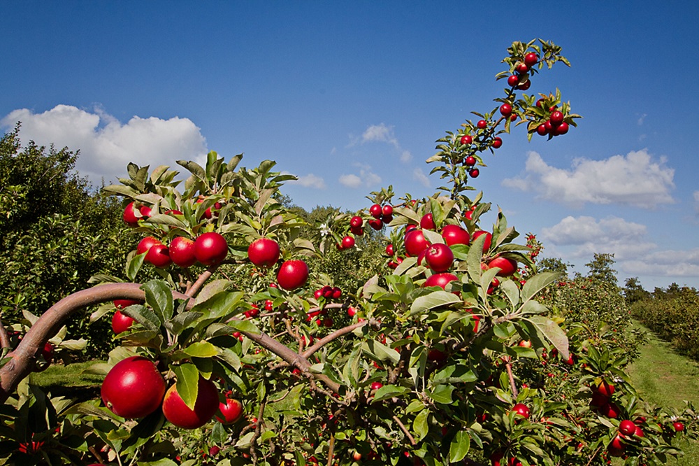 North Norfolk Visitor’s Guide: Drove Orchards