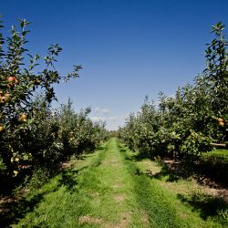 North Norfolk Visitor’s Guide: Drove Orchards