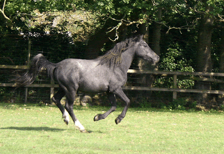 North Norfolk Visitor’s Guide: Hillside Animal Sanctuary